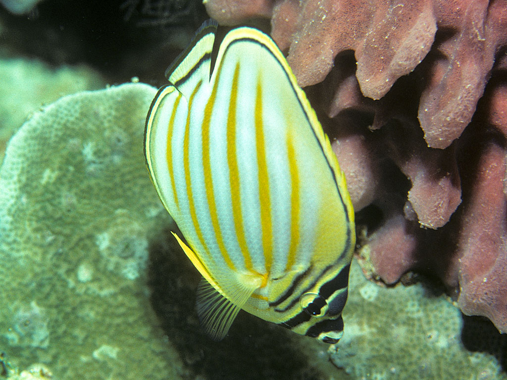 Chaetodon ornatissimus (Pesce farfalla ornato)